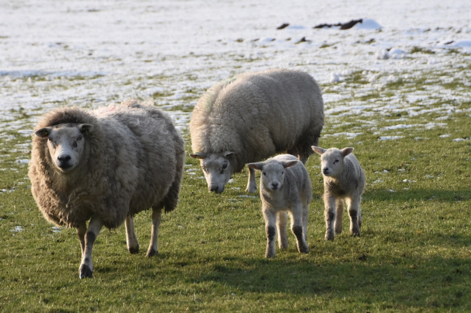 Lammetjes in de sneeuw - Zoogdieren - 