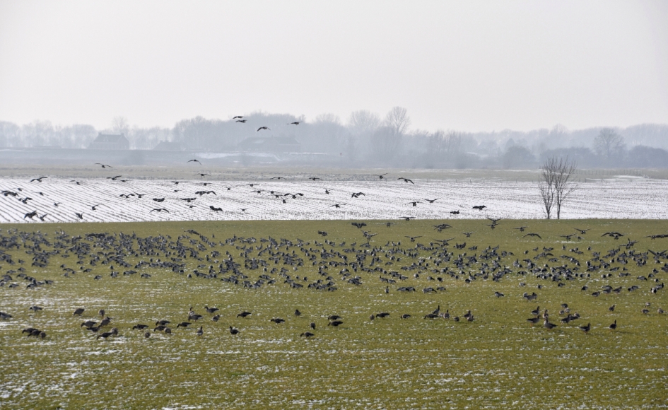Landen tussen...... - Vogels - 