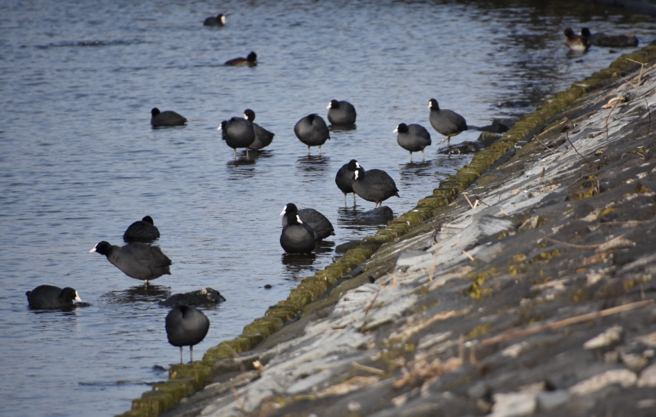 Aan het randmeer... - Vogels - 