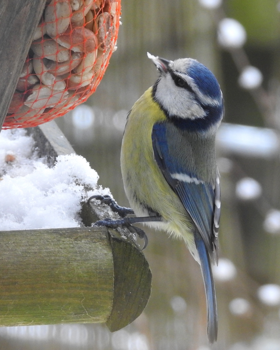 Lekker....pindaatjes! - Vogels - Pimpelmees