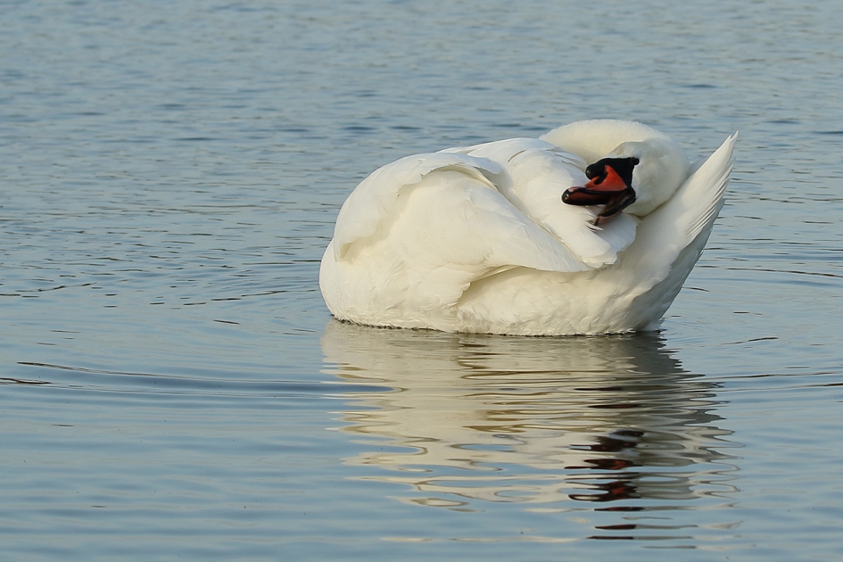 lenige knobbelzwaan -m- - Vogels - 