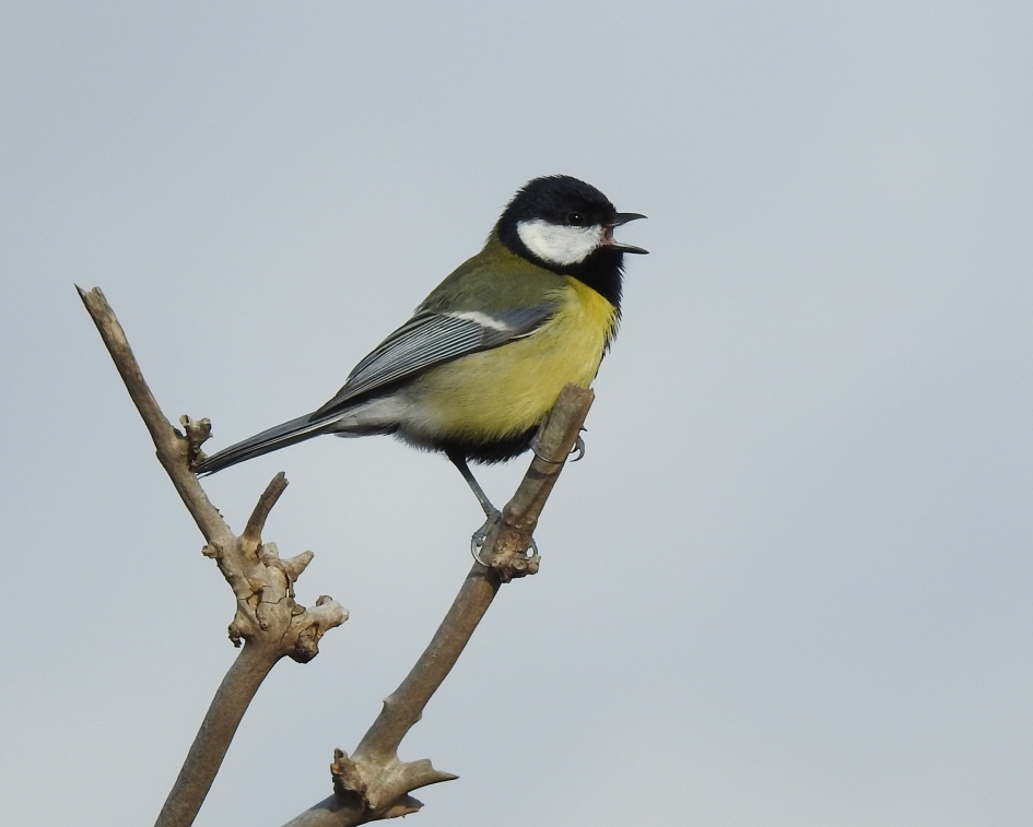 Lente in de bol - Vogels - Koolmees