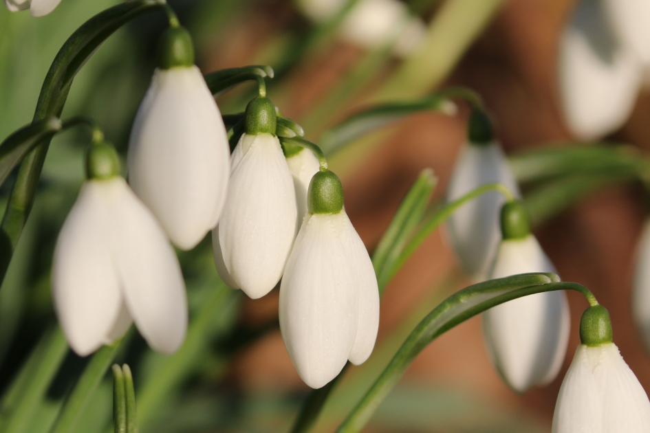 Lente voorbode - Planten - 