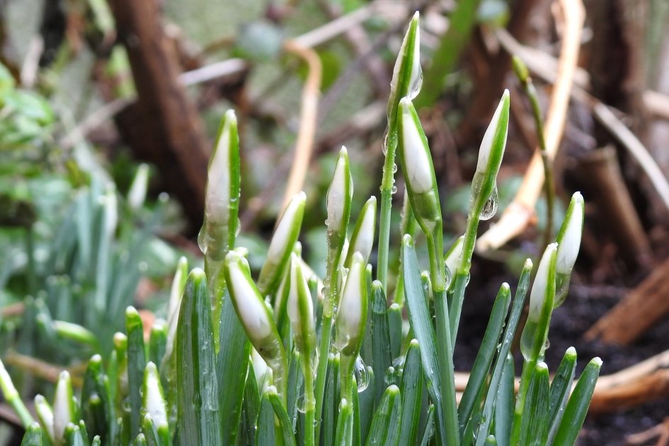 Lentebode - Planten - Gewoon sneeuwklokje