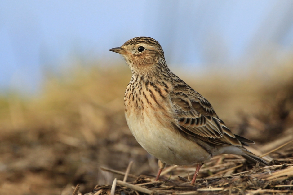 Lentebode ... - Vogels - Veldleeuwerik