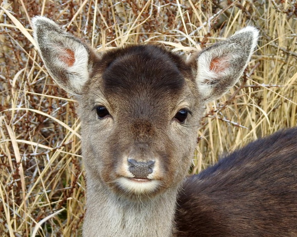 Lief - Zoogdieren - Damhert