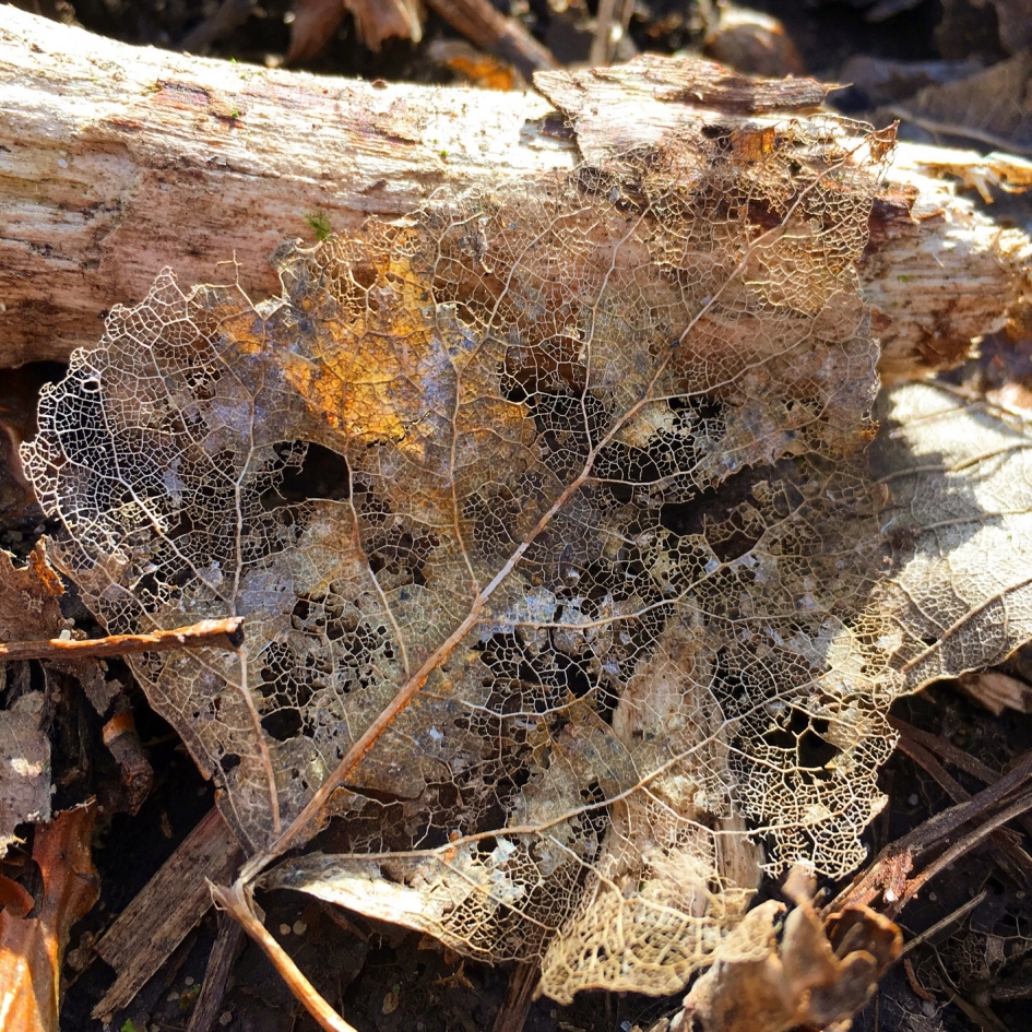 Lijkt wel kant - Planten - 