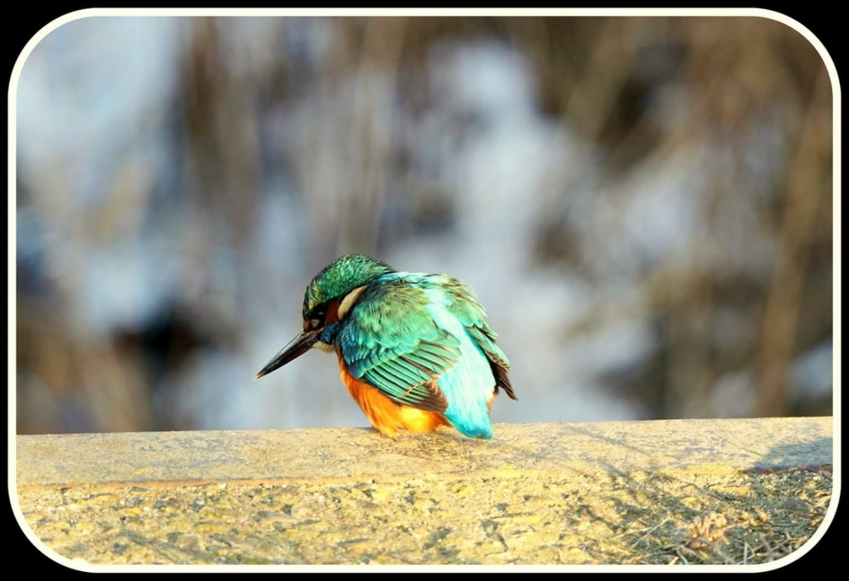 Loerend - Vogels - Ijsvogel