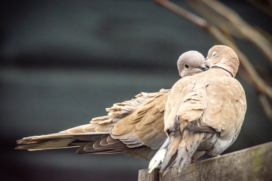 Love is in the air - Vogels - Turkse tortels