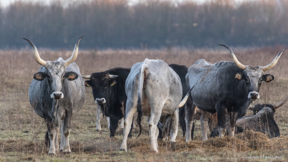 Maremmana runderen - Zoogdieren - Maremmana rund