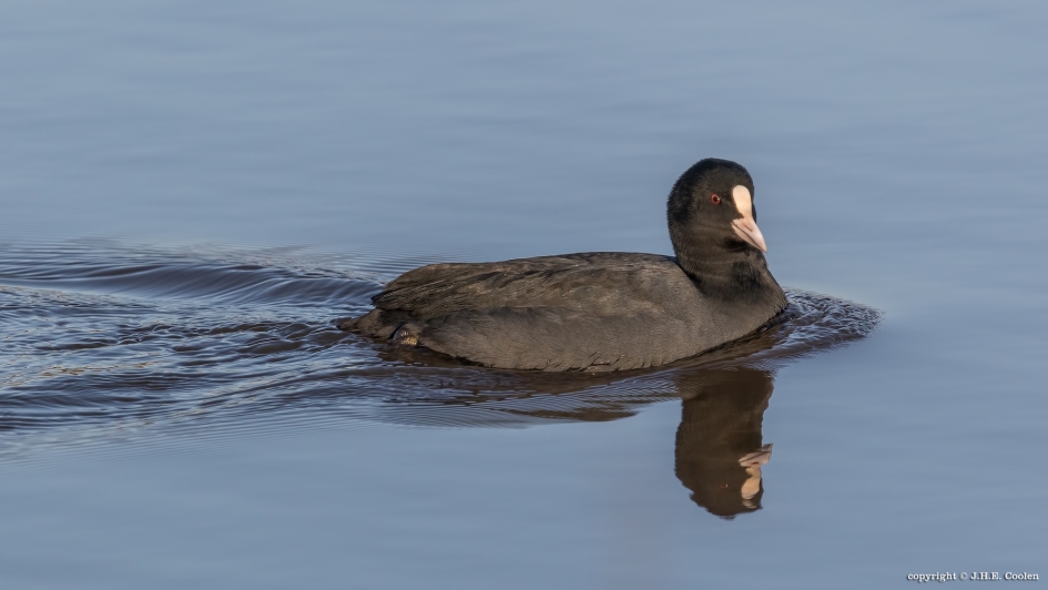 Meerkoet - Vogels - Meerkoet