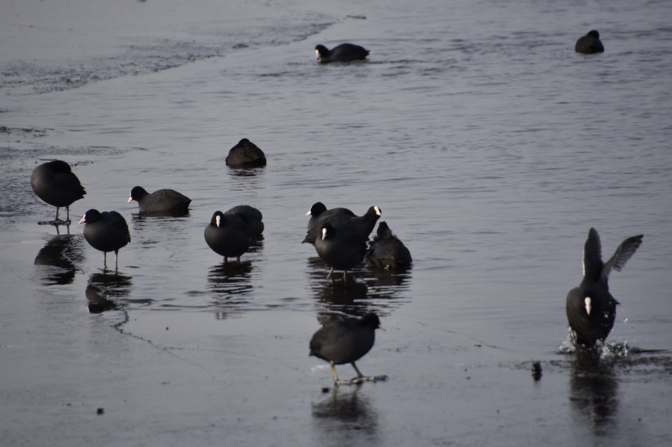 Meerkoeten - Vogels - 