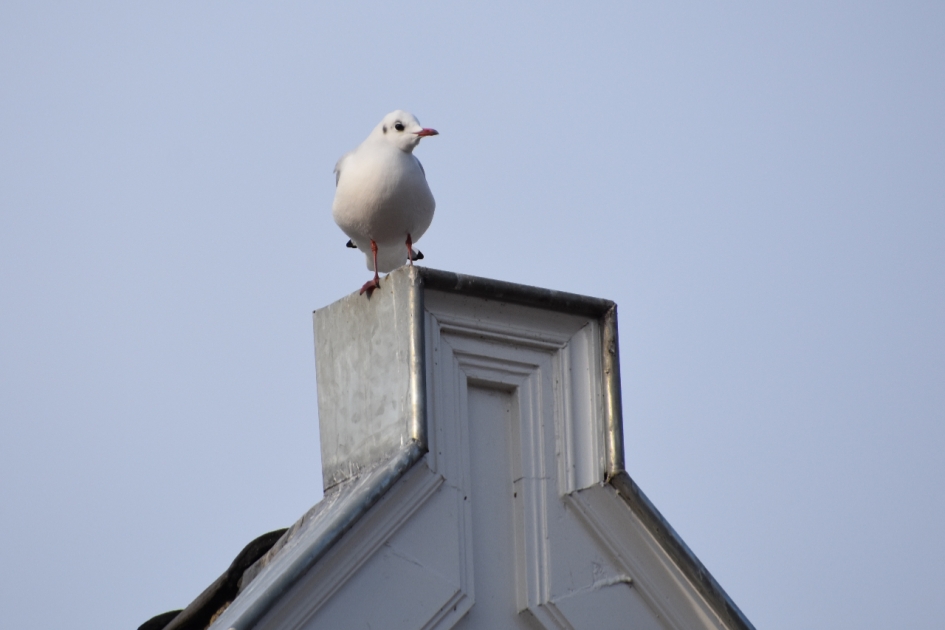 Meeuw op het dak - Vogels - 