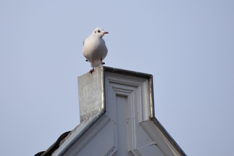 Meeuw op het dak