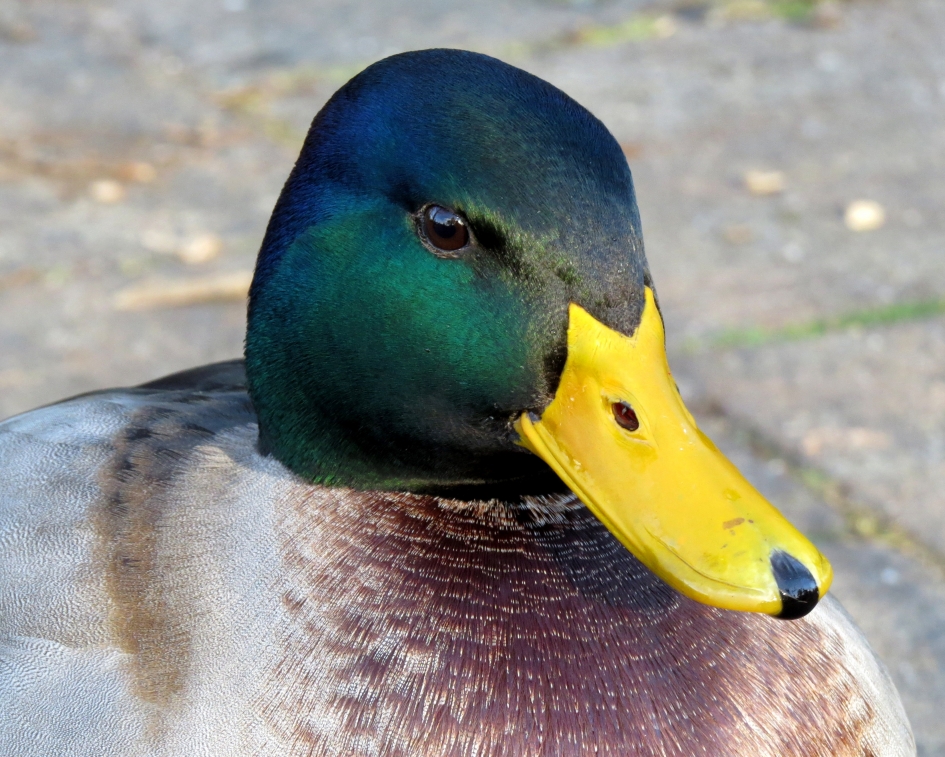 Meneer Eend - Vogels - Wilde eend