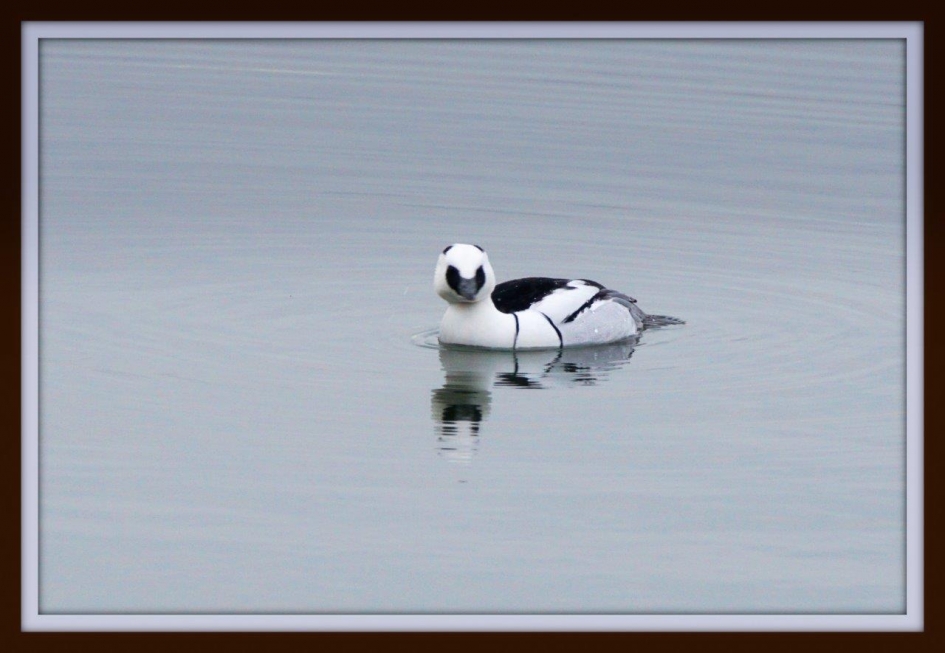 Meneer Non - Zoogdieren - Non man
