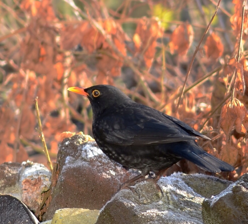 Merel - Vogels - Merel
