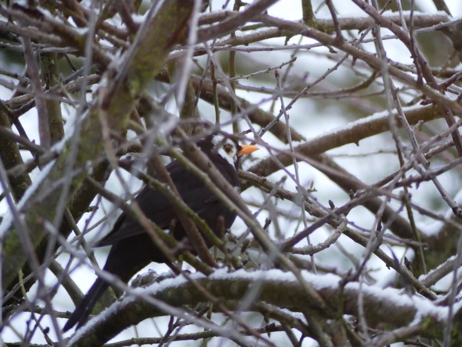 Merel met witte vlekken - Vogels - Merel