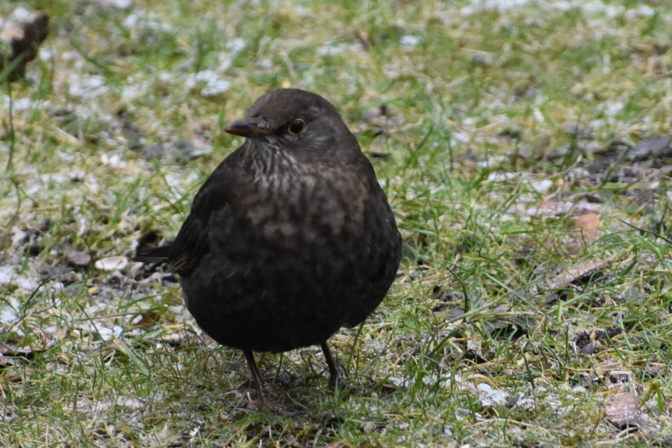 Merel (v) - Vogels - 