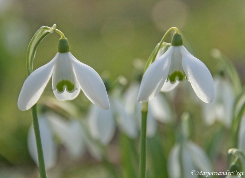 Met z'n 2n - Planten - sneeuwklokjes