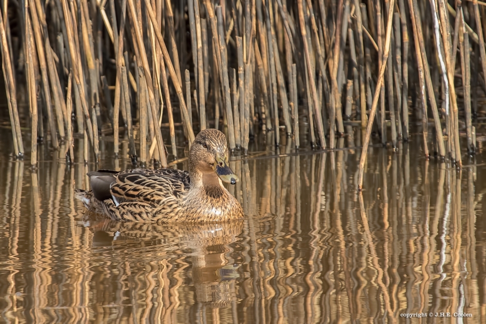 Mevrouw - Vogels - Wilde eend