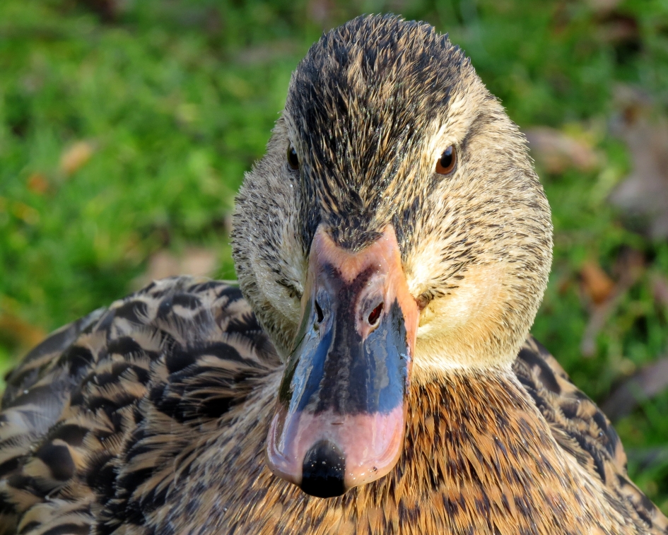 Mevrouw Eend - Vogels - Wilde eend