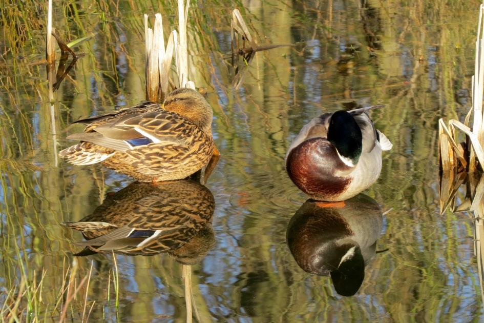 Middagdutje - Vogels - Wilde eend