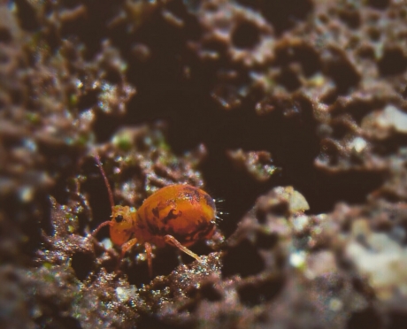 Mijn eerste Springstaartje