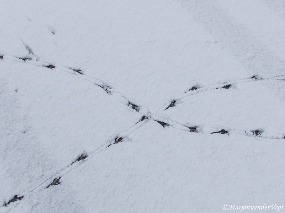 Misgelopen - Vogels - meerkoet