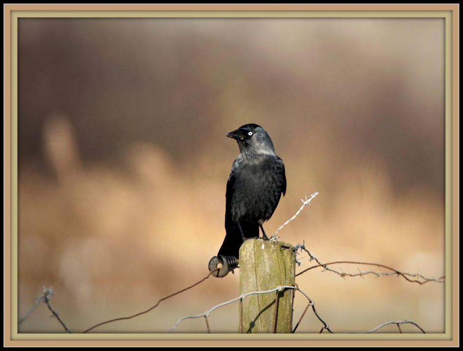 Miskend - Vogels - Kauw