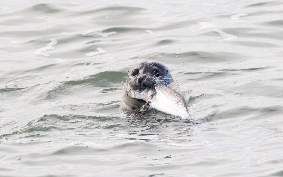Mjam - Zoogdieren - Gewone zeehond