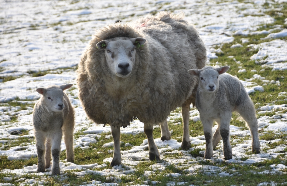 Moeder met lammetjes - Zoogdieren - 
