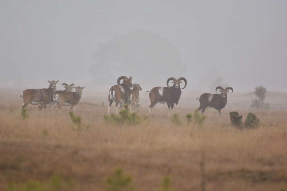Moeflons in de mist - Zoogdieren - Moeflon