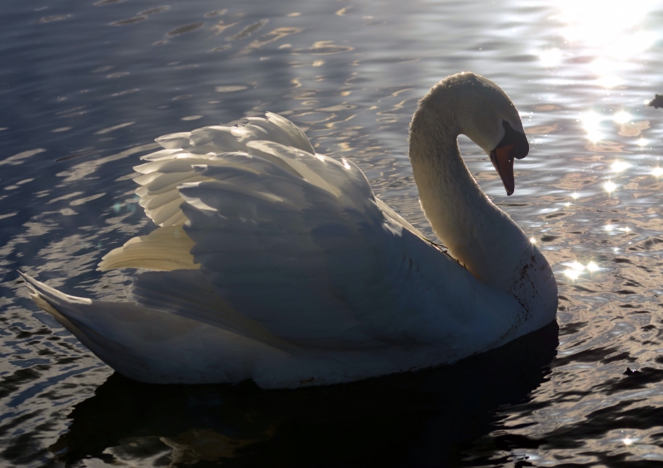 Mooi is hij , en dat weet hij - Vogels - Knobbelzwaan