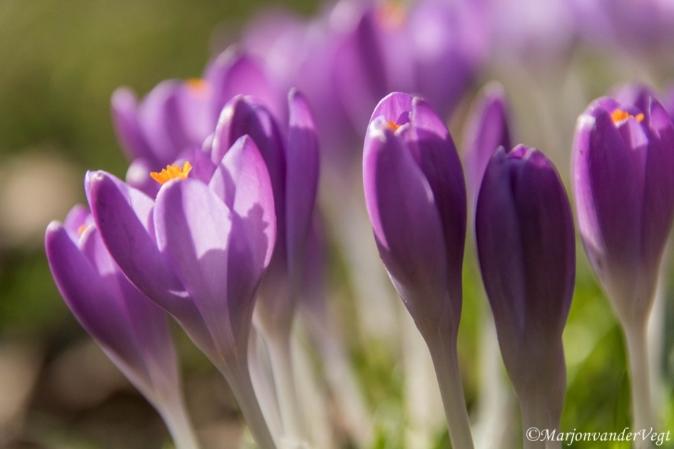 Mooi paars - Planten - krokussen