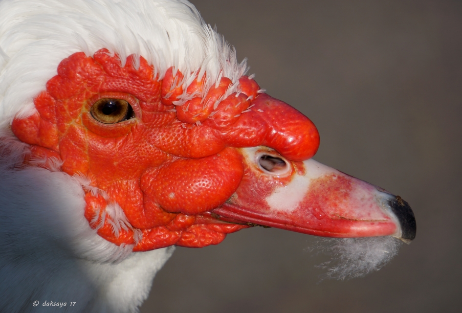 Mooi rood is... - Vogels - Muskuseend