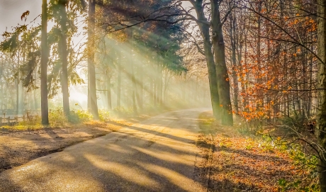 mooi zon en mist door de bomen