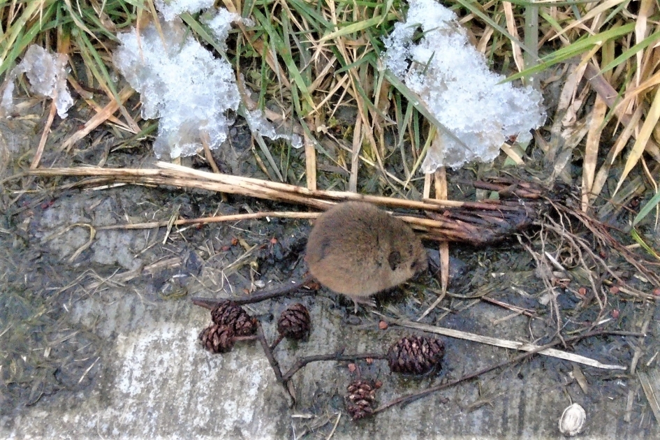 muisje - Zoogdieren - dwerg muisje