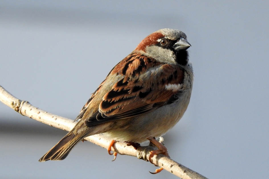 Mus - Vogels - Huismus