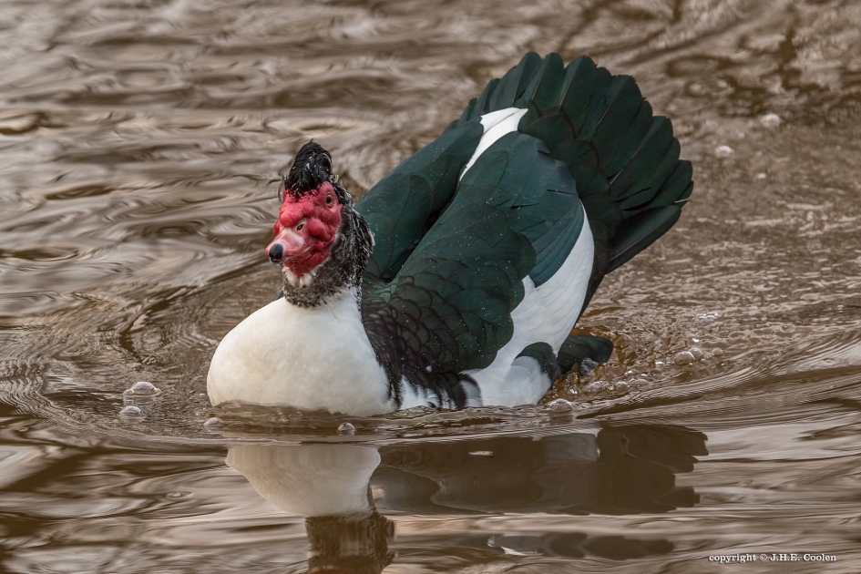Muskuseend (man) - Vogels - Muskuseend