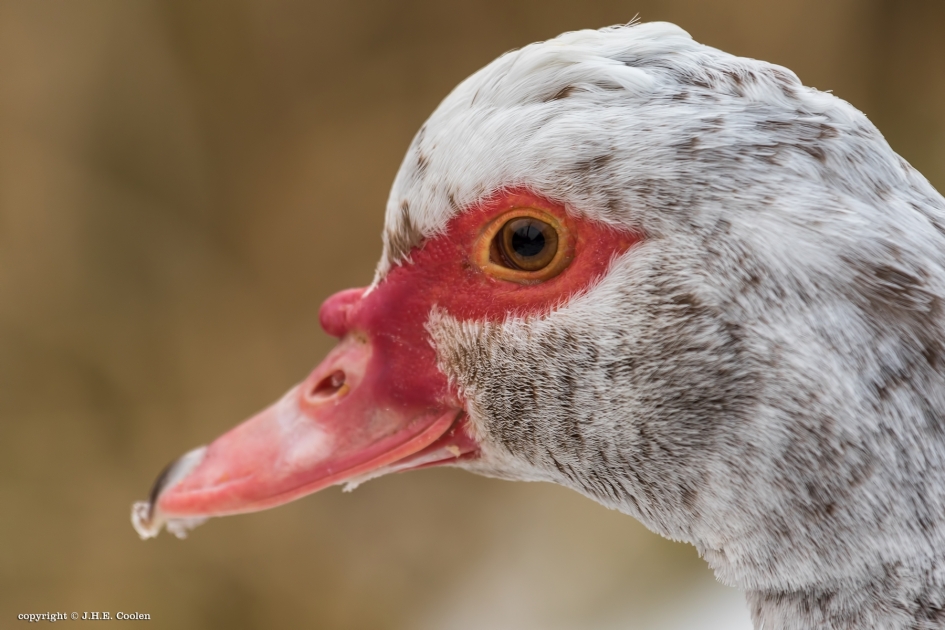 Muskuseend (vr.) - Vogels - Muskuseend