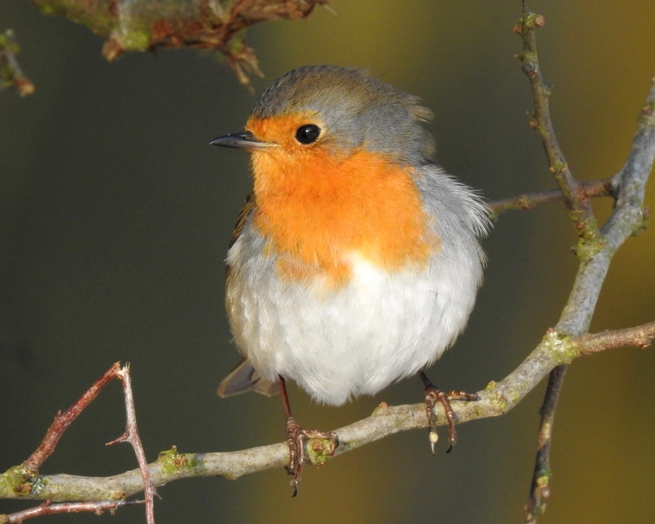 My Valentine - Vogels - Roodborst