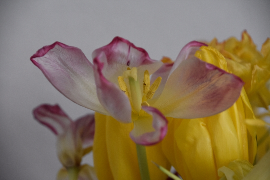 Einde bloei... - Planten - 