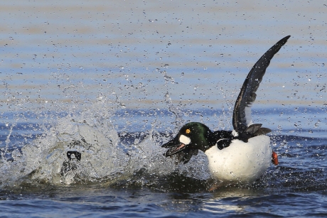 Hé, daar is mijn bril... !