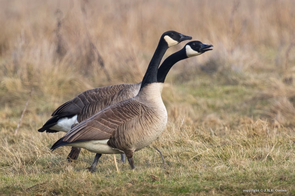 Samen bijna één. - Vogels - Canadese gans