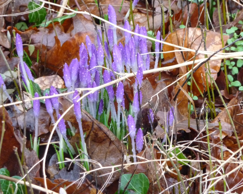 Na de regen, voor de storm. - Planten - 