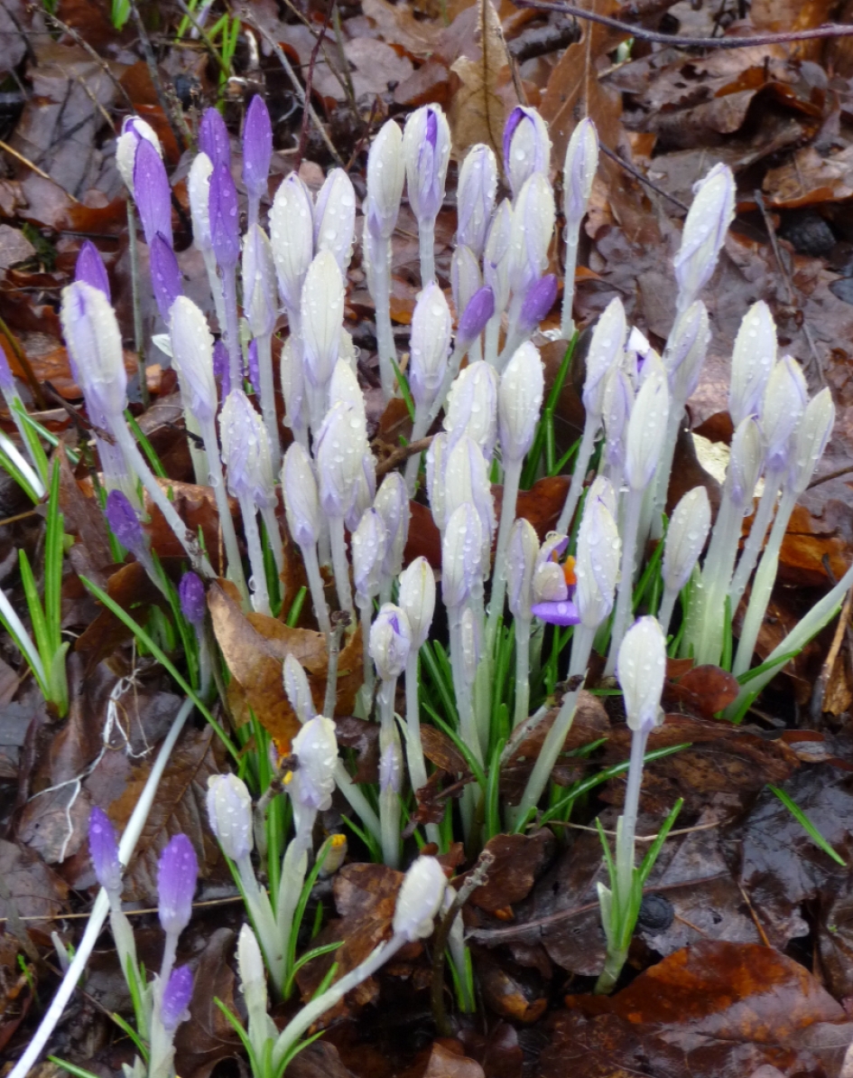 Na een regenbui! - Planten - 