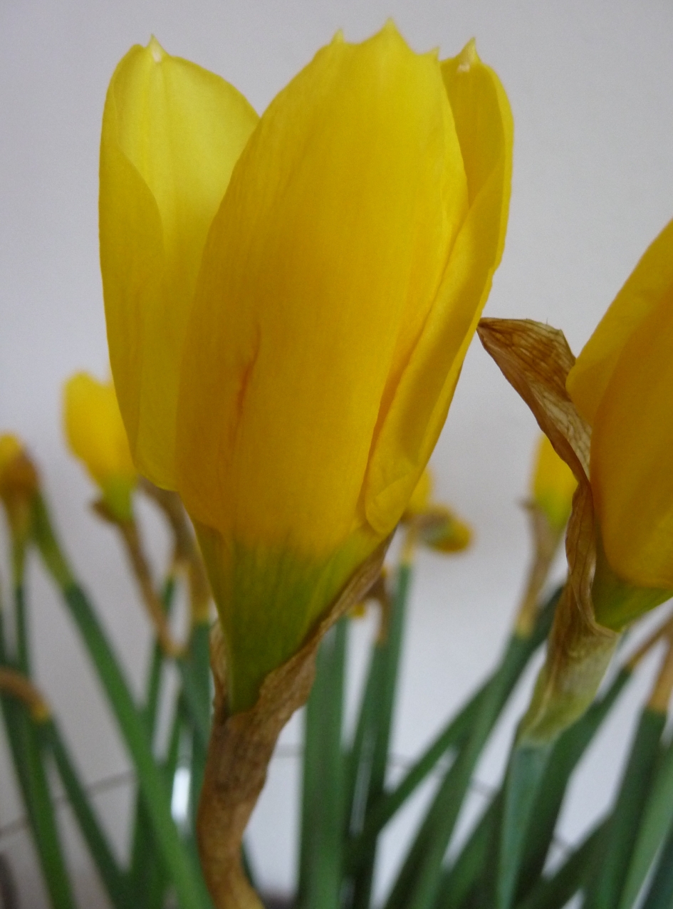 Narcis - Planten - 