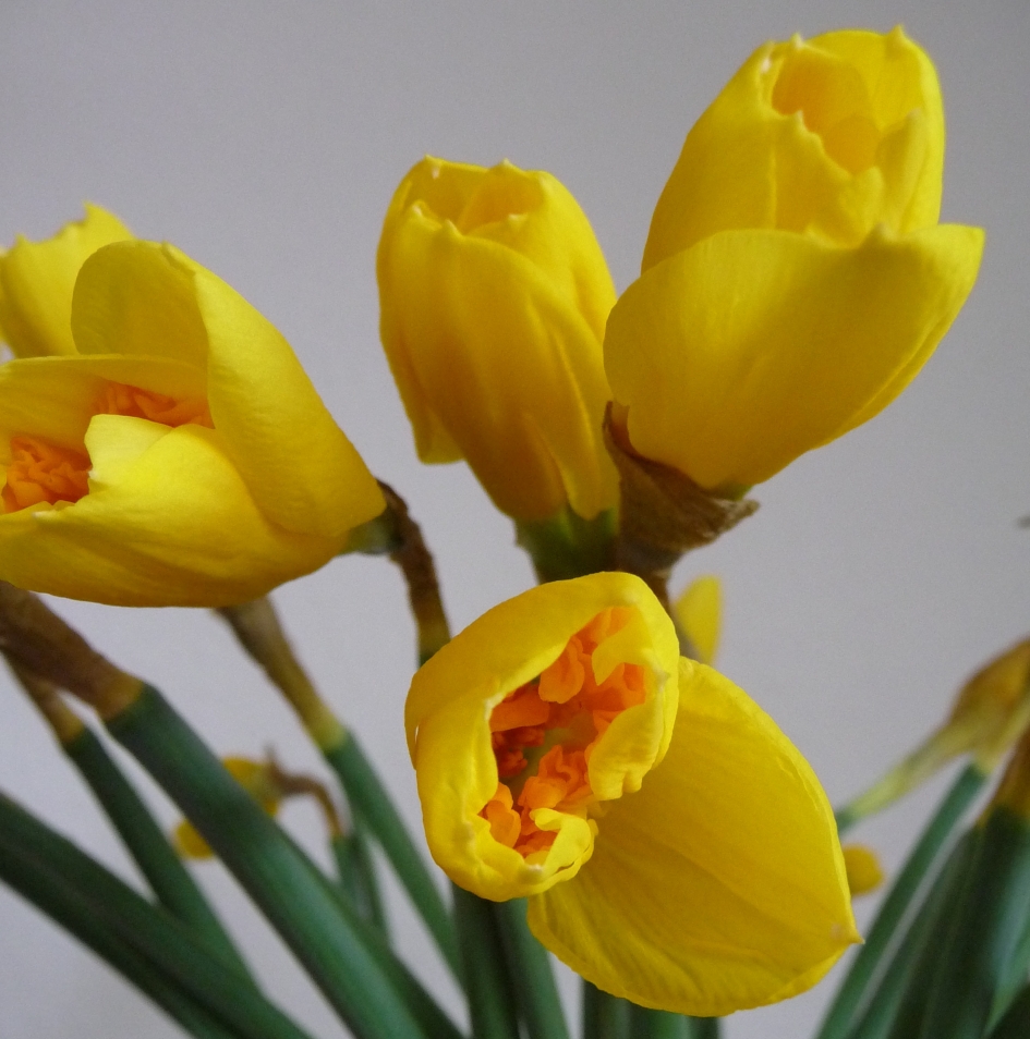 Narcissen - Planten - 