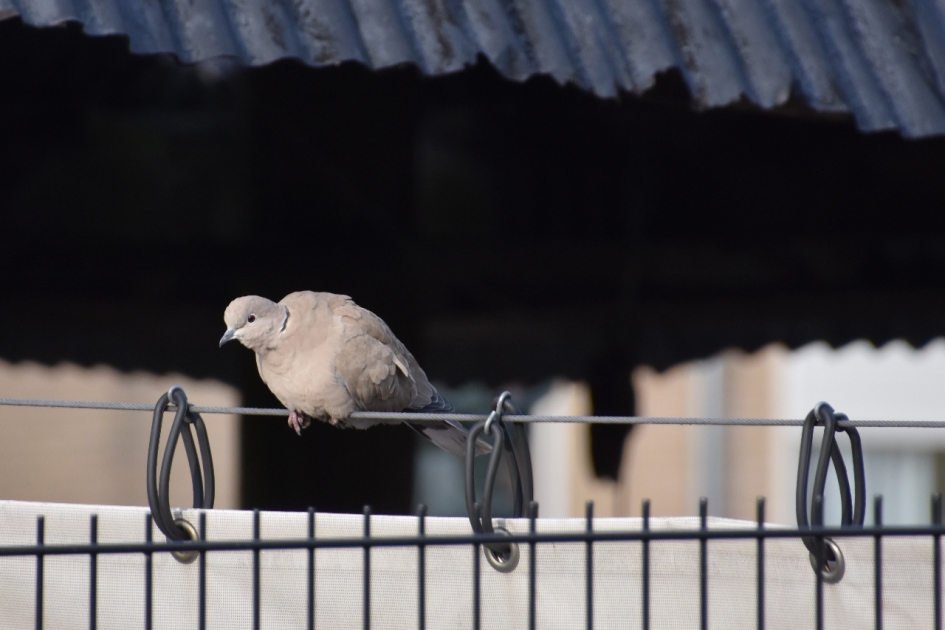 Nieuwsgierige tortel - Vogels - 